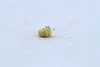 Лампа розжарювання 12v 1,5w Bx8,5d YELLOW (вир-во Narva) NARVA 17050CP (фото 3)
